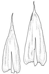 Lepyrodon australis, leaves. Drawn from A.J. Fife 7276, CHR 405885.
 Image: R.C. Wagstaff © Landcare Research 2018 